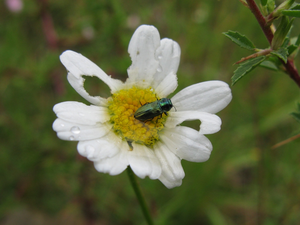 Anthaxia thalassophila thalassophila